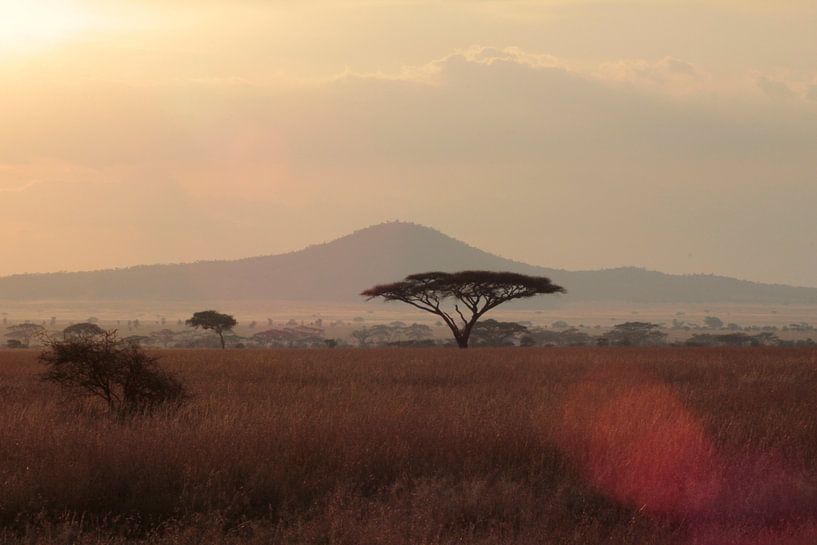Soleil du Serengeti par Olaf Piers