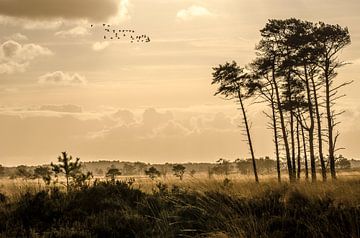 morning on the heith by Hans van Gurp