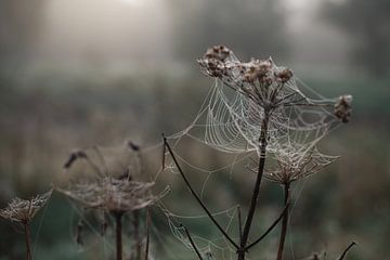 Spinnewebben in de herfst van Texas van Egmond