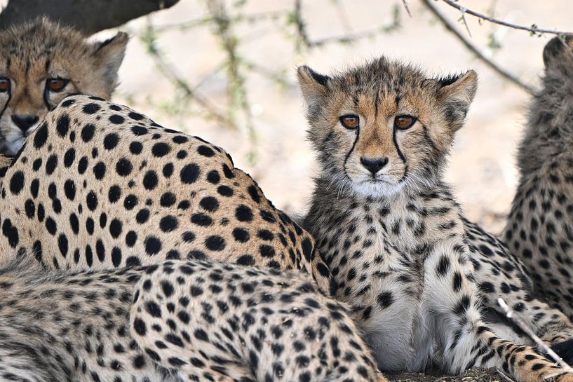 Young cheetah cuddled up to its mother by Robert Styppa