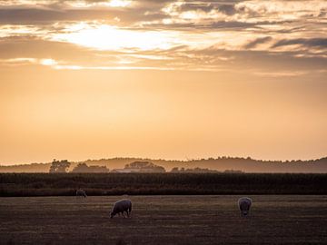 Schafe auf Texel in der Goldenen Stunde