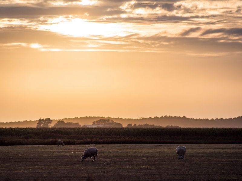 Sheep On Texel In The Golden Hour by Mr White Takes Pictures