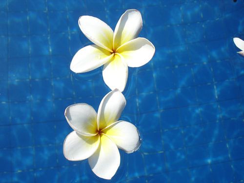 Frangipani pool