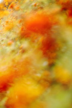 Abstract color nature - A field of orange and red flowers - with deliberate motion blur for an impre by John Quendag