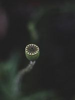 Papaver