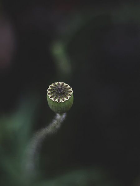 Coquelicot par Photos by Francis