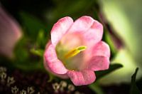 Macro