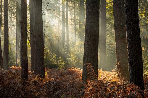 Bergherbos in de schijnwerpers