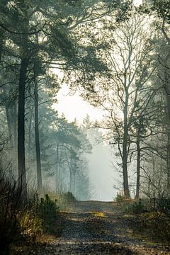 Wundersame Welt von Marian Schepens