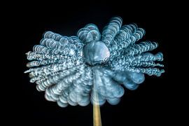 Duvet de pissenlit avec de l'eau et beaucoup de bokeh sur Bert Nijholt