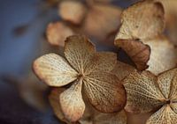 Hortensie