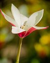 Blühen Sie die Magnolie von Martijn Tilroe Miniaturansicht