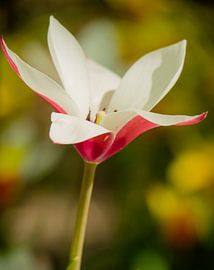 Blühen Sie die Magnolie