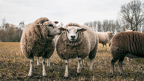 Hören Sie sich das an
