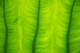 Detail van een Reuzenolifantsoor blad #2