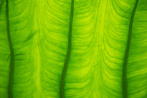 Detail eines Riesenelefantenohr-Blattes Nr. 2