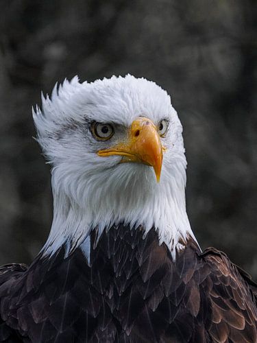 Portret van een Amerikaanse Zeearend