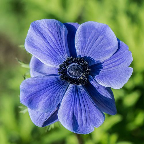 Blauwe Anemoon
