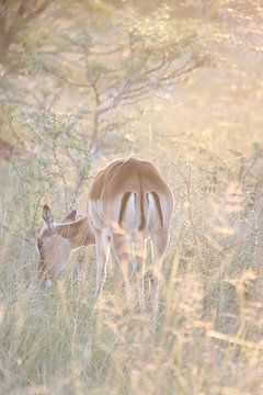 Impala hert, sprookjesachtig licht van Britt Engbers