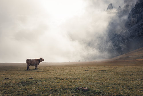 Un Highland Scott dans les Dolomites