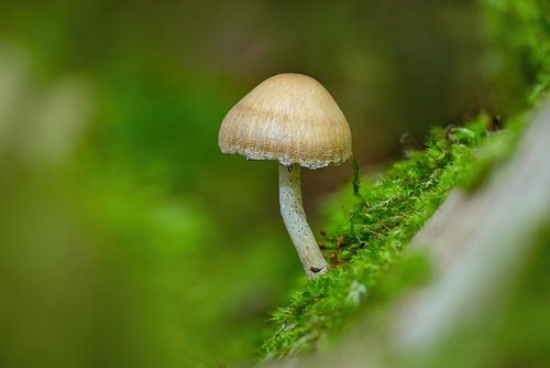 Champignon poussant sur un tronc d'arbre moussu dans une forêt de feuillus en automne