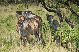 Ein Großkudu mit einem Jungtier von Frank's Awesome Travels
