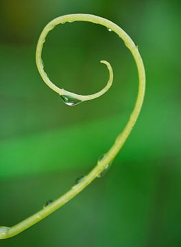Cucumber Tendril with Water Drop by Iris Holzer Richardson