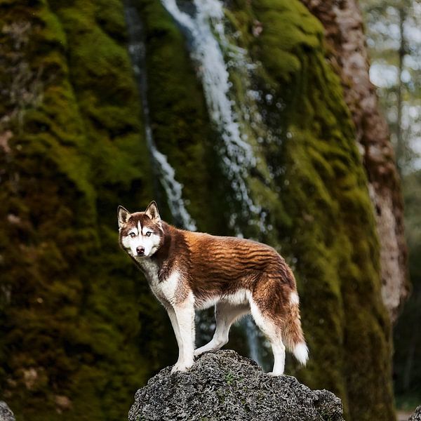Rotbrauner Sibirischer Husky, der auf einem Felsen in der Nähe eines Wasserfalls in Deutschland steh von Moo pix