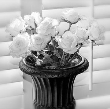 Witte rozen met shutters van Franke de Jong