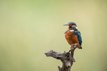 Kingfisher alcedo atthis by Vienna Wildlife