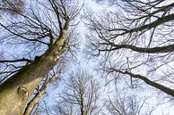 boomtoppen met wolken von Marcel Derweduwen Miniaturansicht