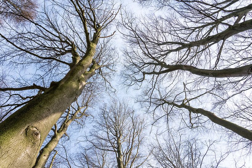 boomtoppen met wolken van Marcel Derweduwen