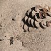 Tannenzapfen im Sand von Jan Klijn
