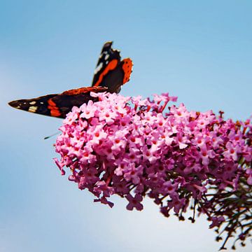 Morena's geheime tuinen : Atalanta op vlinderstruik van Morena 68