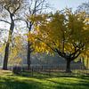 Ginkgo biloba, Stadspark, Antwerpen van Miss Dee Photography