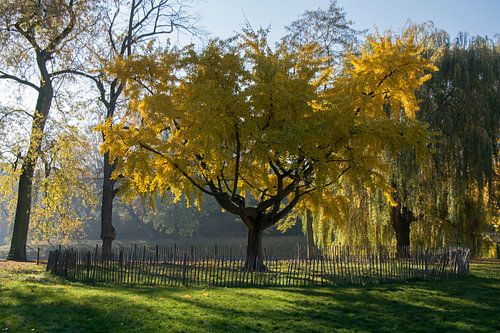 Ginkgo biloba, Stadtpark, Antwerpen