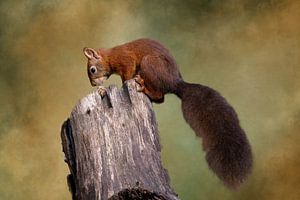 Eichhörnchen im Wald.