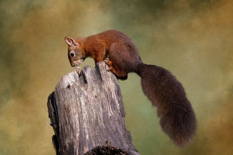 Squirrel in the forest. by Janny Beimers