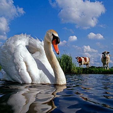 Höckerschwan im Graben mit Kühen im Hintergrund. von Frans Lemmens