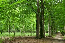 Beech trees on the Hoge Veluwe by Corinne Welp