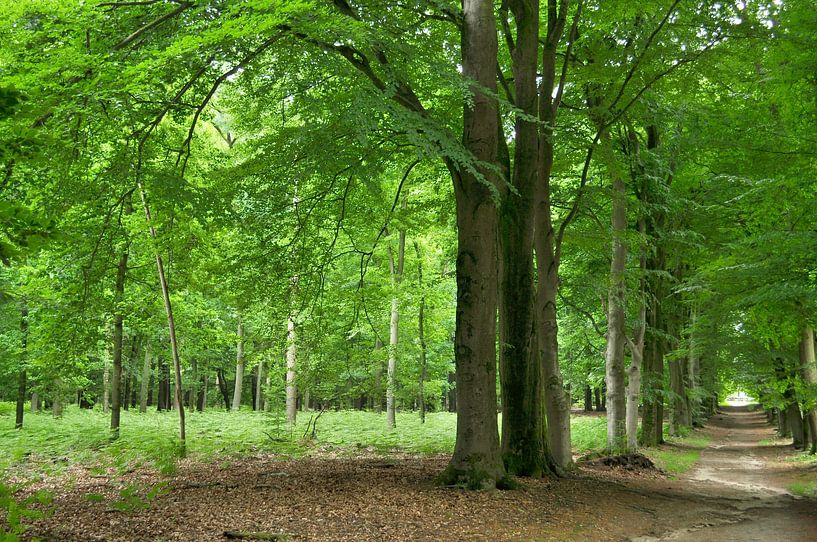 Buchen auf der Hoge Veluwe von Corinne Welp