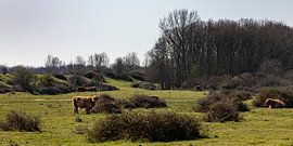 Grass landscape with Scottish Highlanders