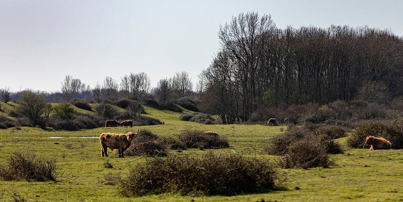 Graslandschap met schotse hooglanders van Percy's fotografie