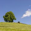 Allgäuer Hochsommer bei der Friedenslinde von Walter G. Allgöwer