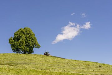  plein été dans l'Allgäu près du tilleul de la paix