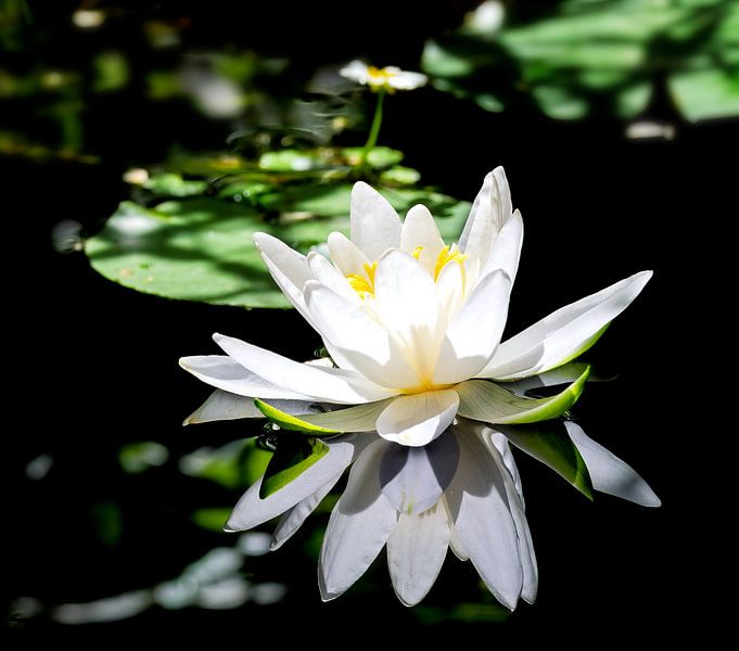White water lily in the grass pond by ManfredFotos