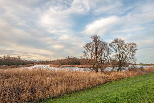 Uitzicht op het Nederlands Nationaal Park De Biesbosch