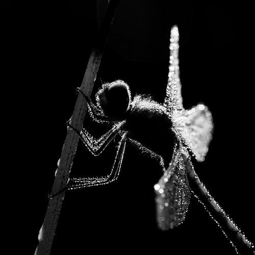 Dragonfly close-up in black and white van Erik Veldkamp
