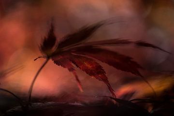 Autumn is on fire by Lucia Kerstens