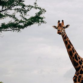 Kouwende Giraffe van Carmen van Dijken